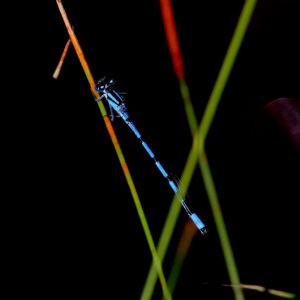 Bluet On Crossed Grass