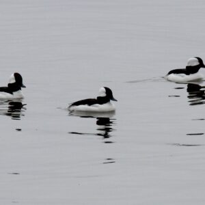 Bufflehead Drakes In Space