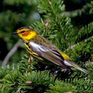 Cape May Warbler