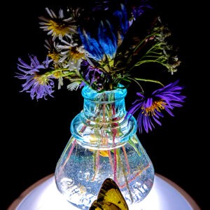 Carters, Cone Wildflowers and Sulphur