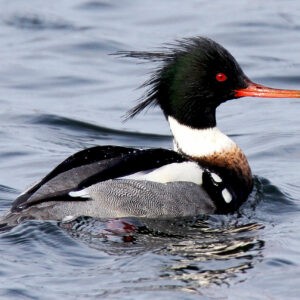 Red Breasted Merganser Drake