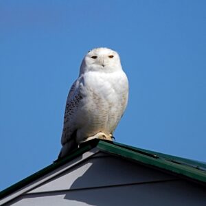 Snowy Owl On Roof