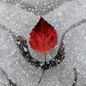 Aspen on Ice Notecards