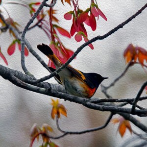 Redstart in Maple Notecards