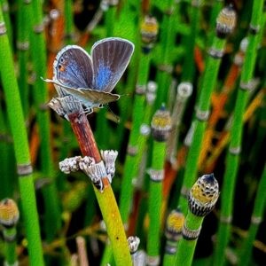 Hairstreak in Horsetails Notecards