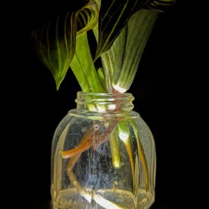 Jack in the Pulpit Notecards