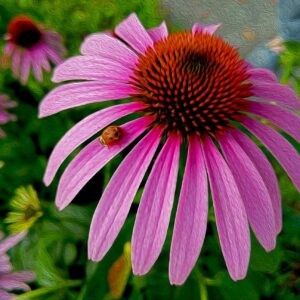 Ladybug on Cornflower Notecards
