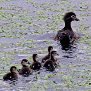 Mom and Her Ducklings Notecards