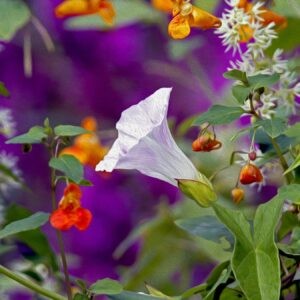 August in Bloom Notecards