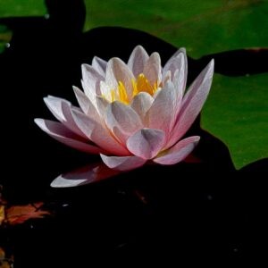 Pink Waterlily Notecards