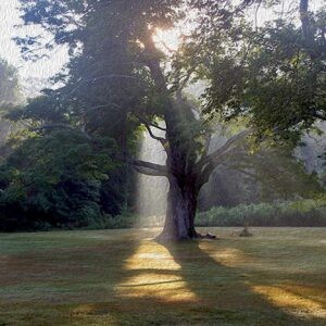 Maple Mist Notecards