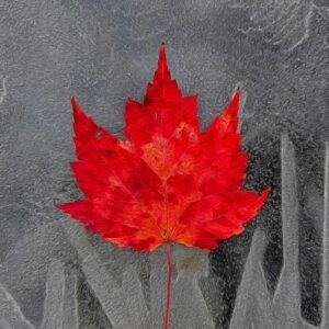 Red Maple on Ice Notecards