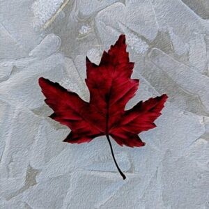 Silver Maple on Ice Notecards