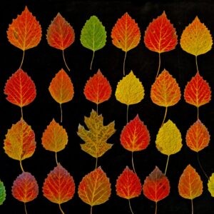 Big-toothed Aspens and Friend Notecards