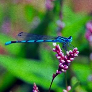 Blue Damselfly on Smartweed Notecards