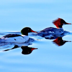 Merganser Reflection Notecards