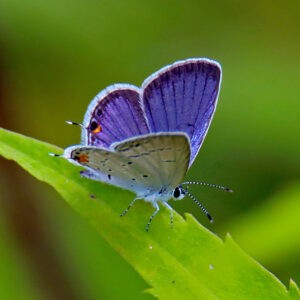 Eastern-tailed Blue Notecards