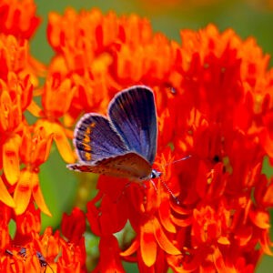Female Karner Blue On Butterfly Bush Notecards