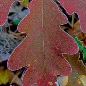 Frosty-edged White Oak Notecards
