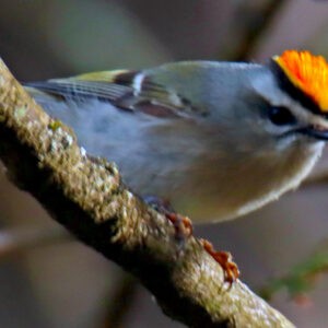 Golden-crowned Kinglet Notecards