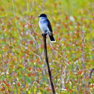 Kingbird On Watch Notecards