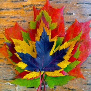 Maple Array on Birch Bark Notecards