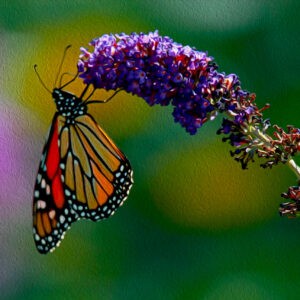 Monarch on Purple Loosestrife Notecards