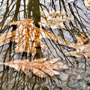 Oaks Above and Below Notecards