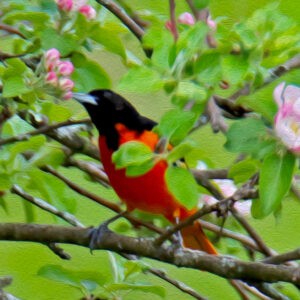 Baltimore Oriole in Apple Blossoms Notecards