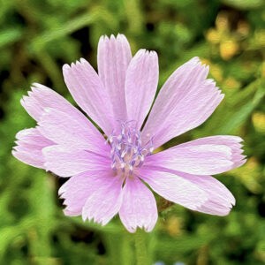 Pink Chicory Notecards