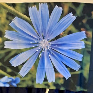 Chicory Flower Blanket