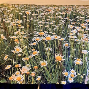 Daisy Field Blanket