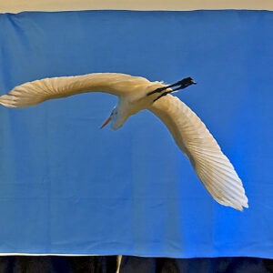 Great Egret Blanket