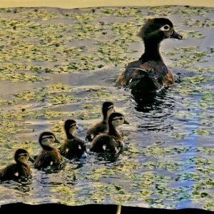 Mama Duck With Ducklings Blanket