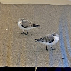Sanderlings Blanket