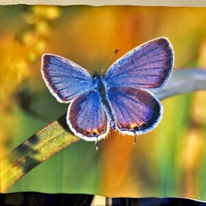 Tailed Blue Butterfly Blanket