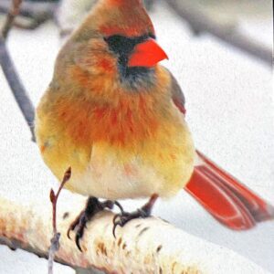 00 Cardinal in Birch Christmas Notecard
