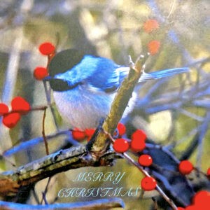 00 Chickadee and Berries Christmas Notecard