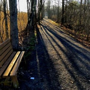 Bog Meadow Brook Trail Morning Notecards