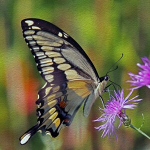 Giant Swallowtail