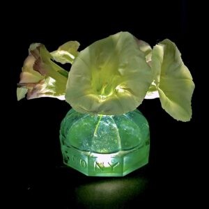 Morning Glories in Bixby Ink Bottle Notecards