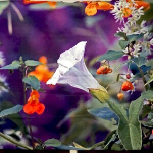 August in Bloom Blanket