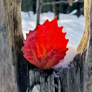 Aspen in Fence Hole Notecards