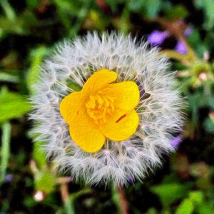 Buttercup in Dandelion Fluff Notecards