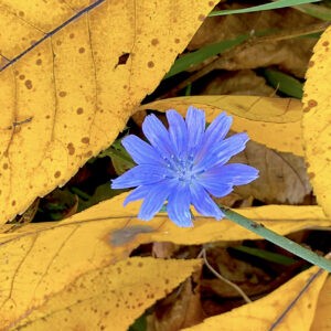 Chicory in Hickory Notecards