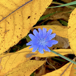 Chicory in Hickory Leaves Blanket