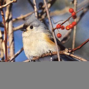 Tufted Titmouse Joy Holiday Card Notecards