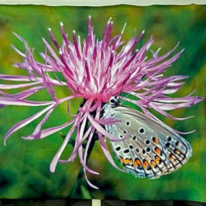 Karner on Knapweed Blanket