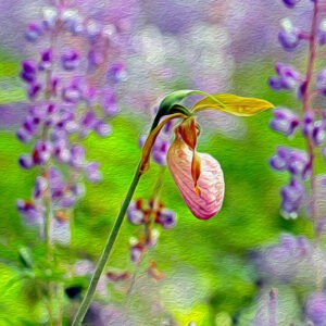 Ladyslipper in Lupines Notecards