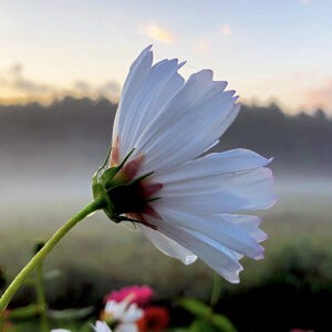 Radar Flower Notecards